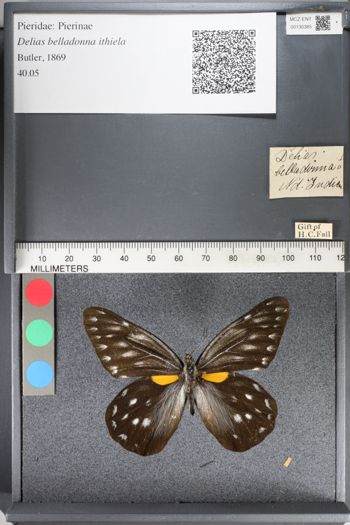Media type: image;   Entomology 130385